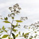 Spiraea micrantha