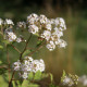 Spiraea micrantha