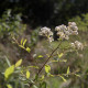 Spiraea micrantha