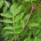 Zanthoxylum simulans