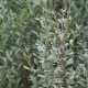 Salix repens