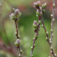 Salix repens