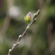 Salix repens