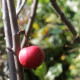 Malus yunnanensis