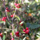 Cotoneaster boisianus