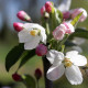 Malus yunnanensis