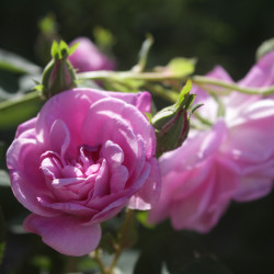 Geschwind's Nordlandrose