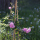 Geschwind's Nordlandrose