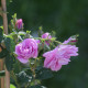 Geschwind's Nordlandrose