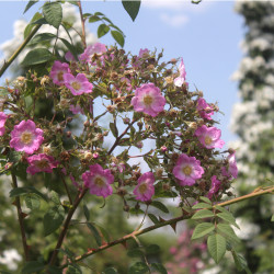 Rosa caudata var. caudata