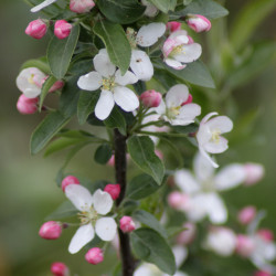 Malus yunnanensis