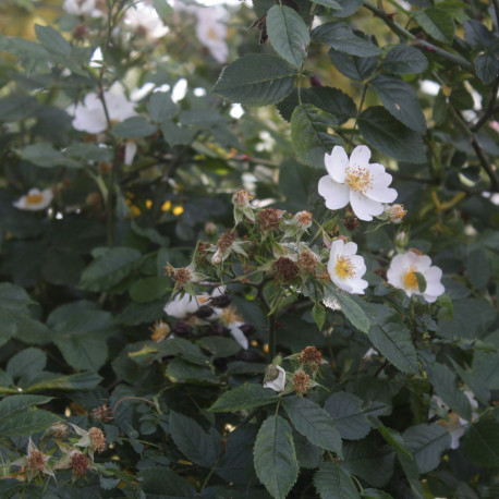 Rosa stylosa