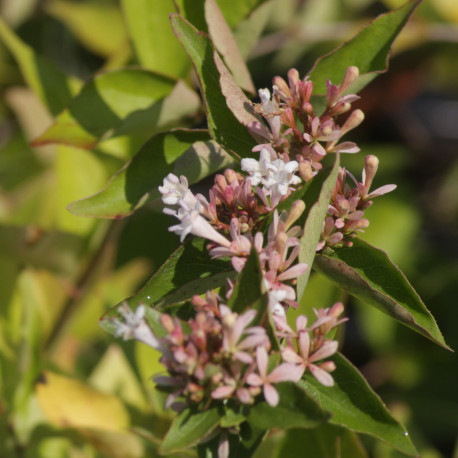 Abelia chinensis