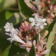 Abelia chinensis