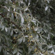 Elaeagnus commutata 'Zempin'