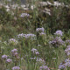 Allium angulosum