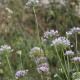 Allium angulosum