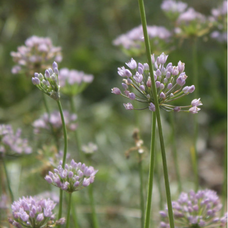 Allium angulosum