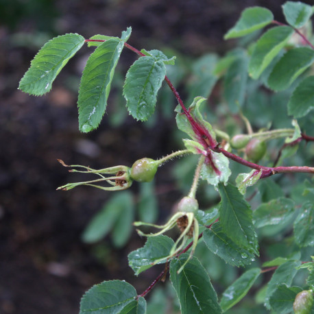 Rosa pendulina var. oxyodon