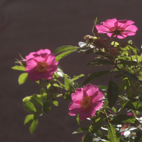 Rosa acicularis