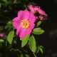 Rosa acicularis