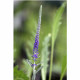 Veronica spicata subsp. incana