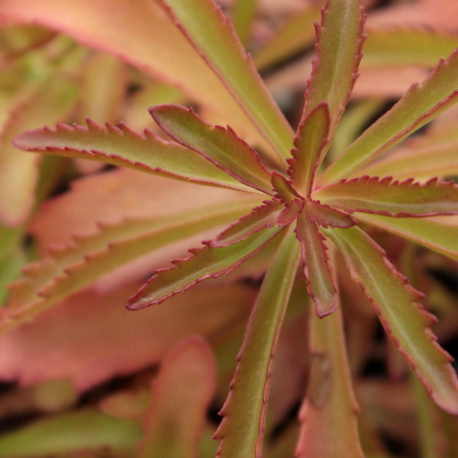 Sedum middendorffianum var. middendorffianum