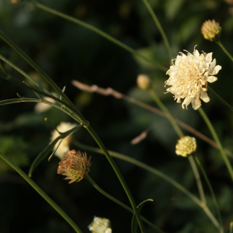 Cephalaria uralensis