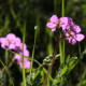 Erodium manescavii