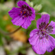 Erodium manescavii