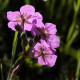 Erodium manescavii