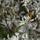 Amelanchier lamarckii