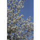 Amelanchier lamarckii