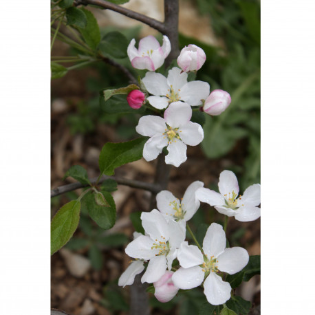 Malus 'Lady Northcliffe'