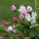 Malus 'Lady Northcliffe'