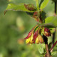 Lonicera involucrata var. ledebourii