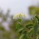 Cornus walteri