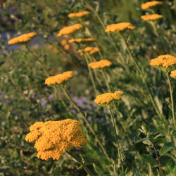 Achillea filipendulina 'Parker's Variety'