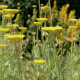 Achillea filipendulina 'Parker's Variety'