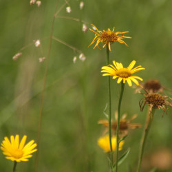 Buphthalmum salicifolium