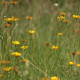 Buphthalmum salicifolium