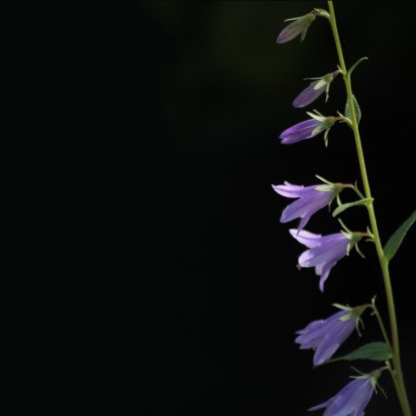 Campanula rapunculoides