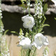 Campanula persicifolia 'Grandiflora Alba'