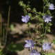 Cichorium intybus