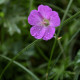 Geranium sanguineum