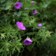 Geranium sanguineum