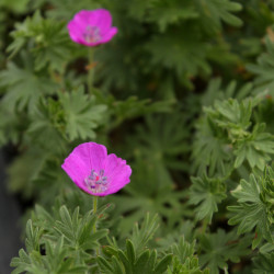 Geranium sanguineum