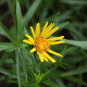 Inula ensifolia 'Compacta'