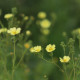 Potentilla recta 'Sulphurea'