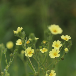 Potentilla recta 'Sulphurea'